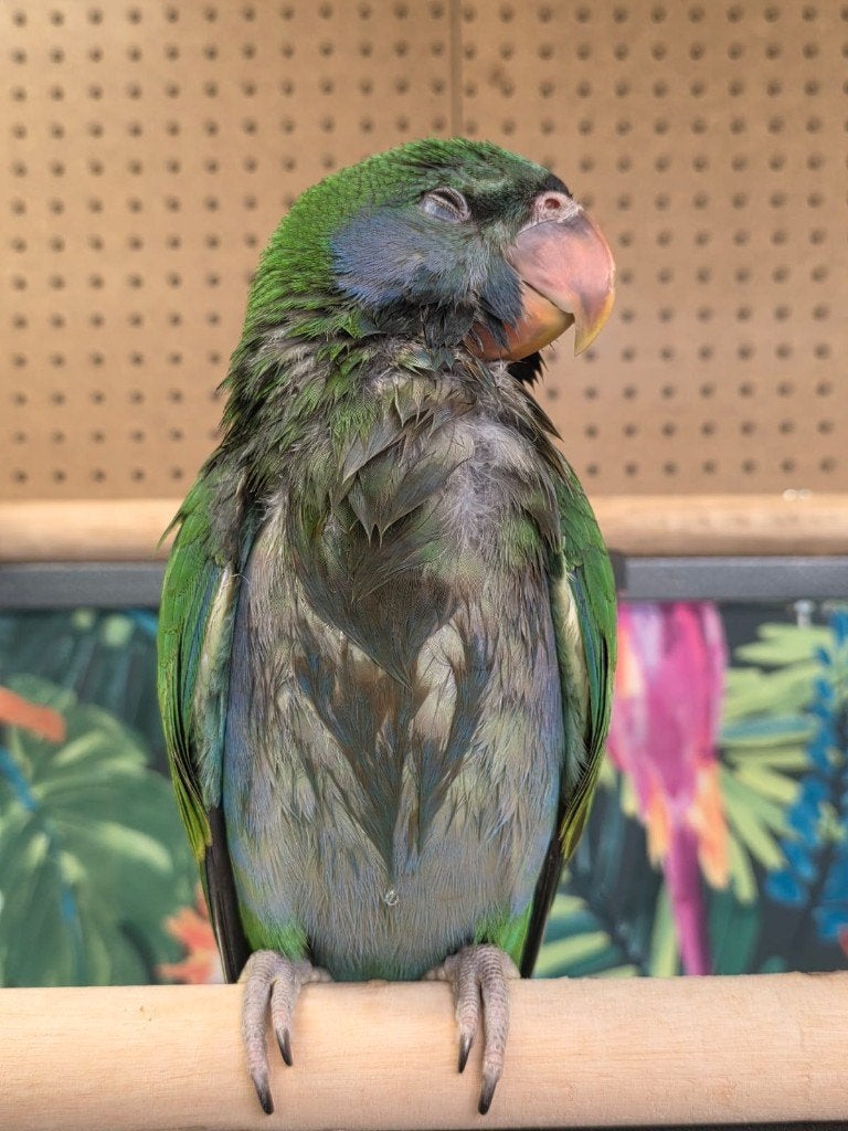 Jonge Baby Derbyan Parkieten | Handtam | Getest | Super lief, Dieren en Toebehoren, Vogels | Parkieten en Papegaaien, Meerdere dieren