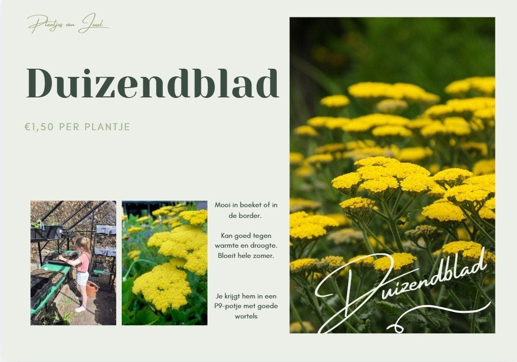 Duizendblad geel, biologisch in P9 potje., Volle zon, Vaste plant, Zomer, Ophalen