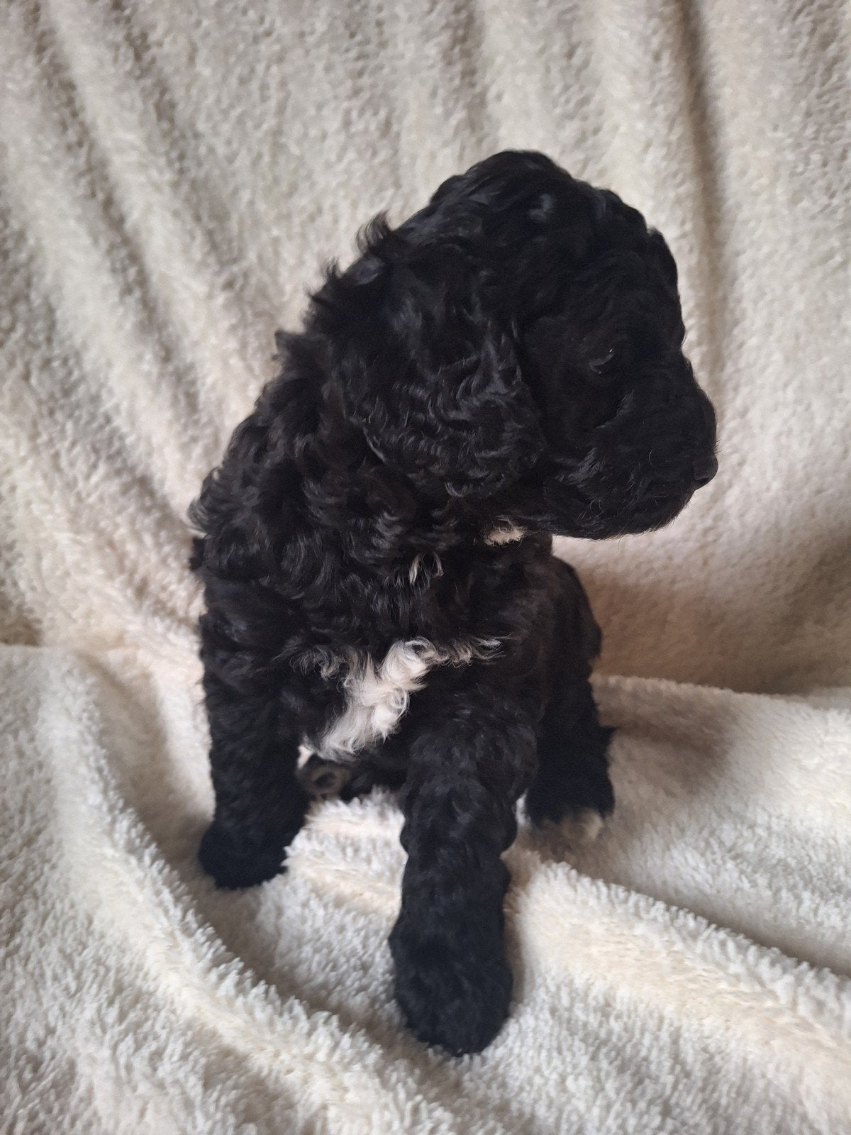 Lieve Labradoodle puppy's medium x mini zwart en bruin, 8 tot 15 weken, CDV (hondenziekte), Meerdere, Meerdere dieren