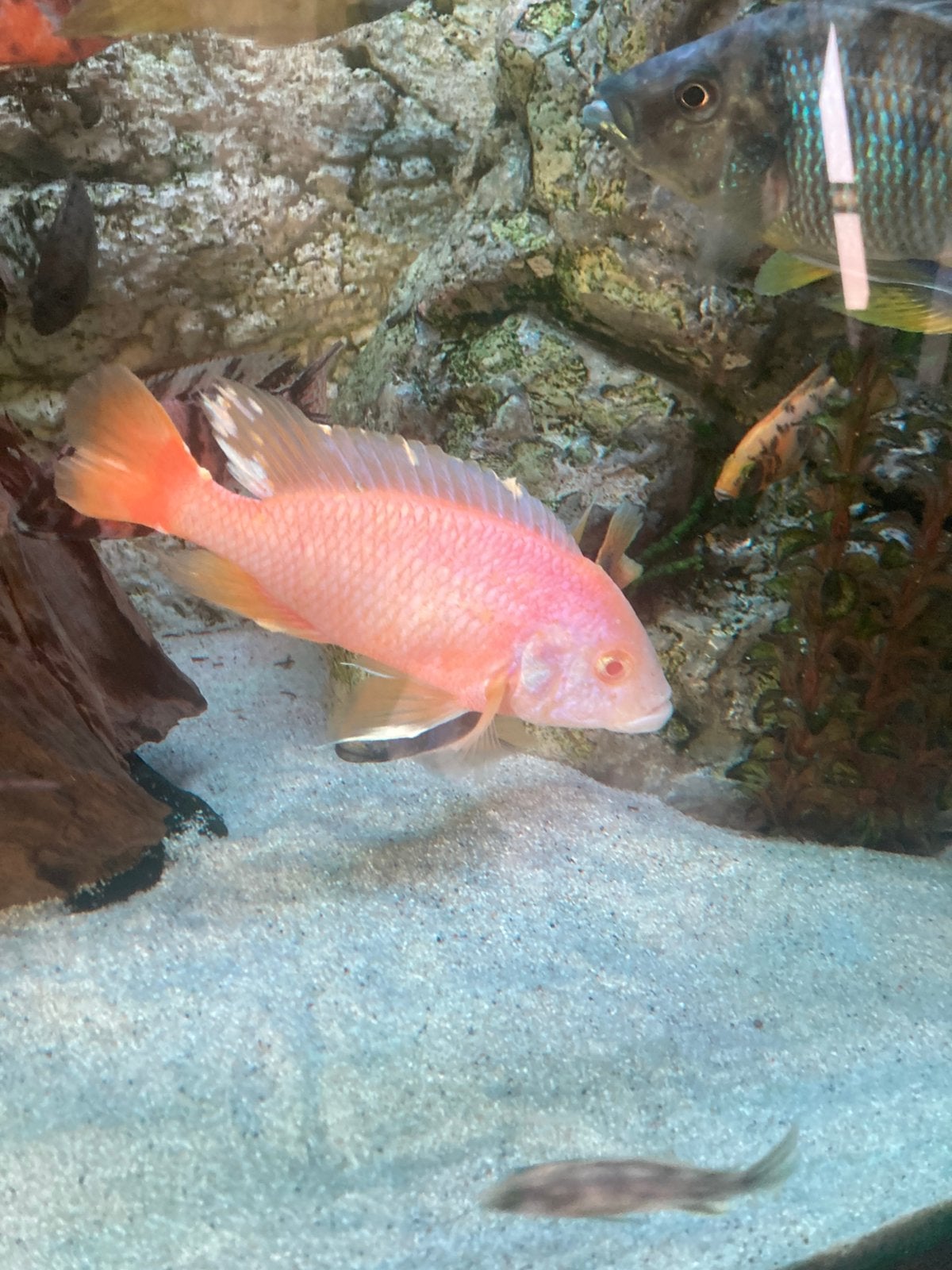 Aulonocara strawberrie albino 15 cm, Dieren en Toebehoren, Vissen | Aquariumvissen, Vis