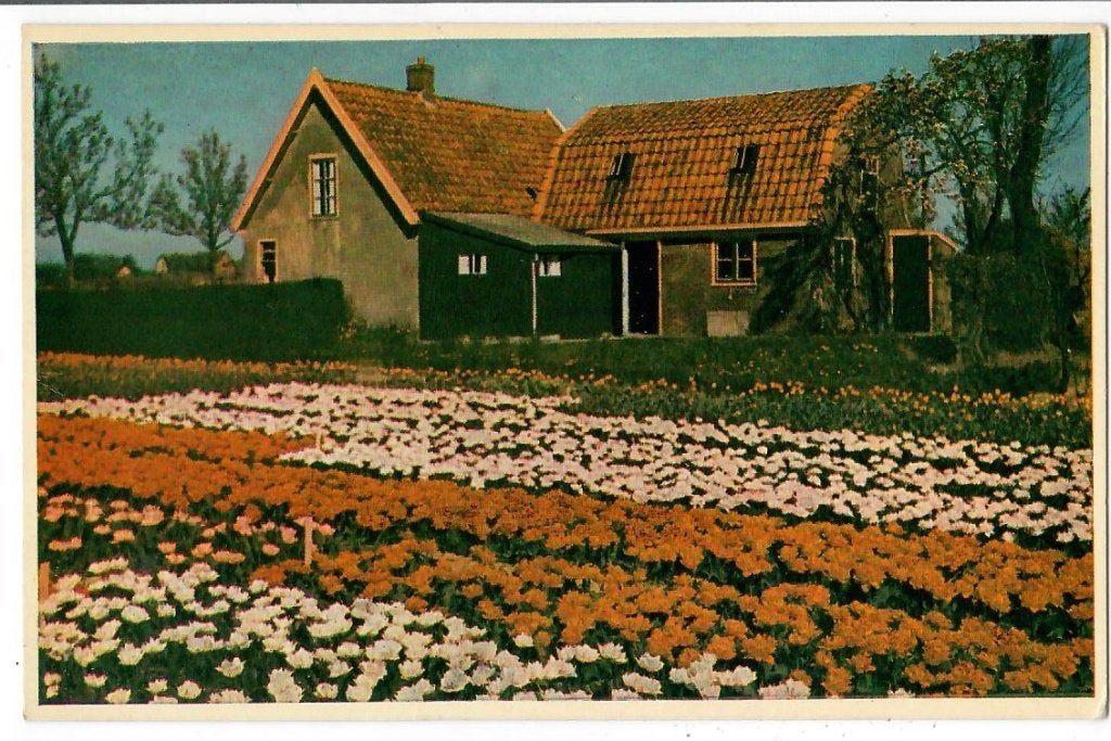 Proefvelden bij Limmen, Verzenden, 1920 tot 1940, Ongelopen, Noord-Holland