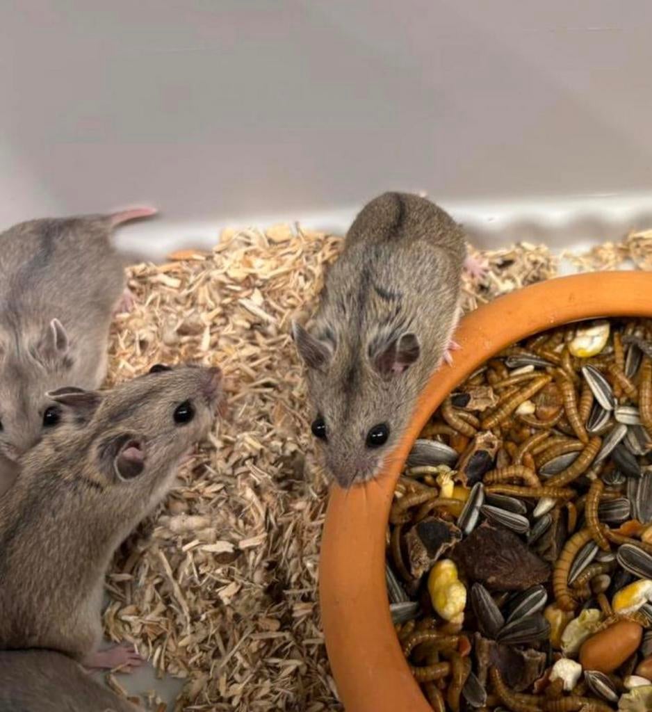 Jonge chinese dwerghamsters ( vrouw) geen groothandel, Dieren en Toebehoren, Hamster, Vrouwelijk, Januari, Tam