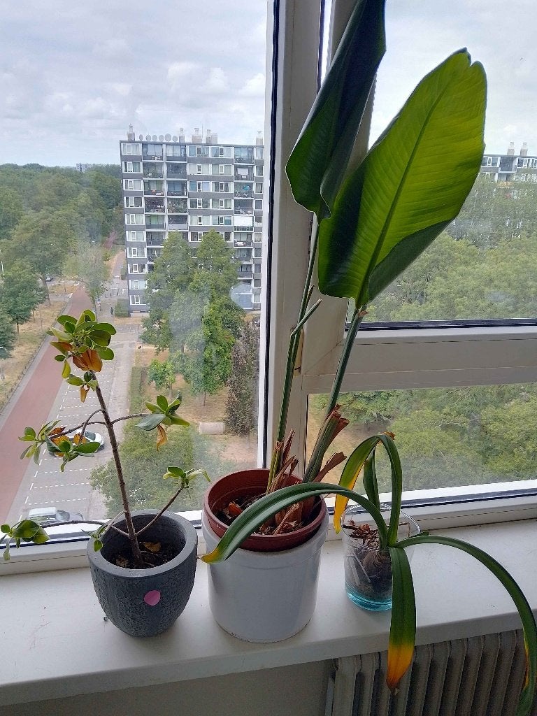 Kamerplanten, Huis en Inrichting, Kamerplanten, Ophalen, Overige soorten, Halfschaduw, In pot