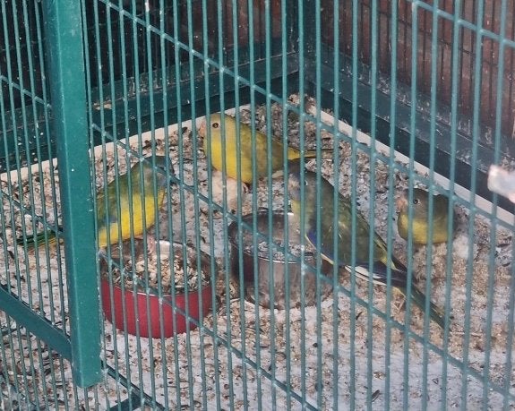 Turquoisine parkieten te koop, Dieren en Toebehoren, Vogels | Parkieten en Papegaaien, Meerdere dieren, Parkiet