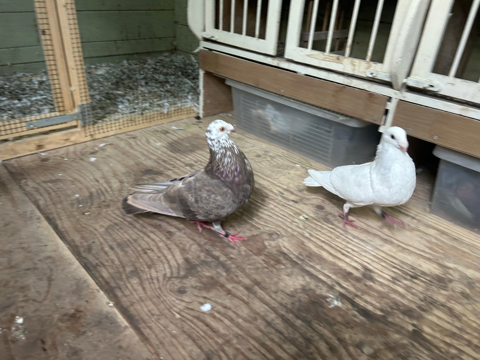 Mooi koppel Valenciano kroppers, Meerdere dieren