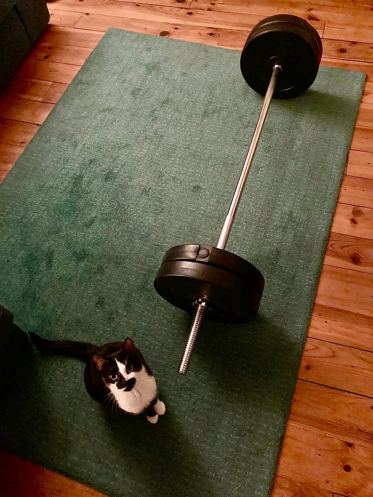 Barbell met 12 gewichtschijven (4 x 2,5, 5 en 10 kg), Ophalen, Gebruikt, Rug, Halterset