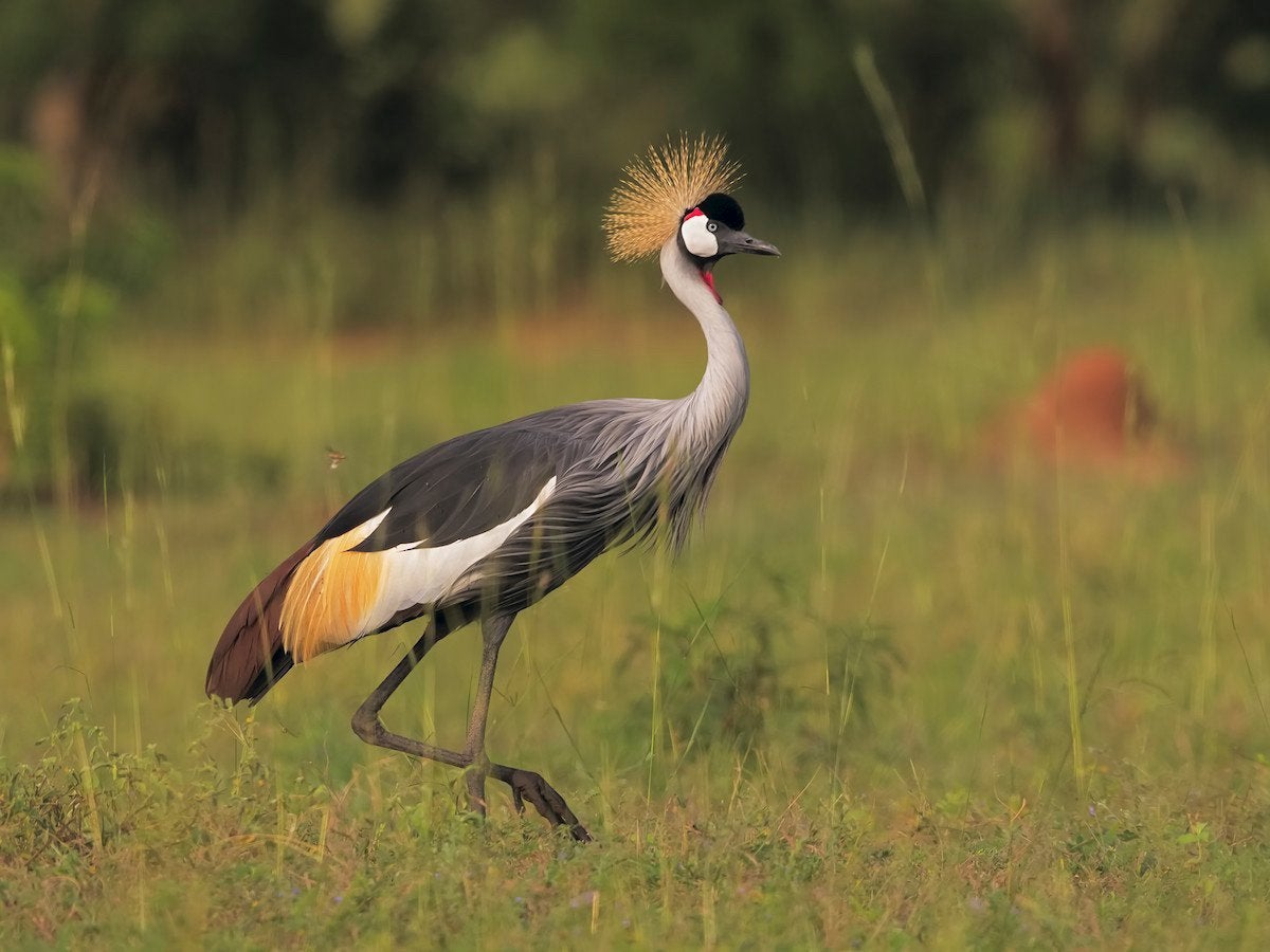 Grijze kroonkraanvogel, Meerdere dieren