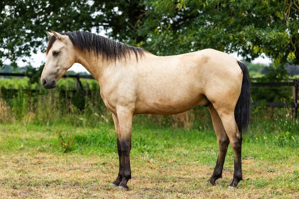 Tekoop aangeboden prachtige 4 jarige valk PRE ruin, Dieren en Toebehoren, Paarden, Minder dan 160 cm, Met stamboom, Ruin, Dressuurpaard