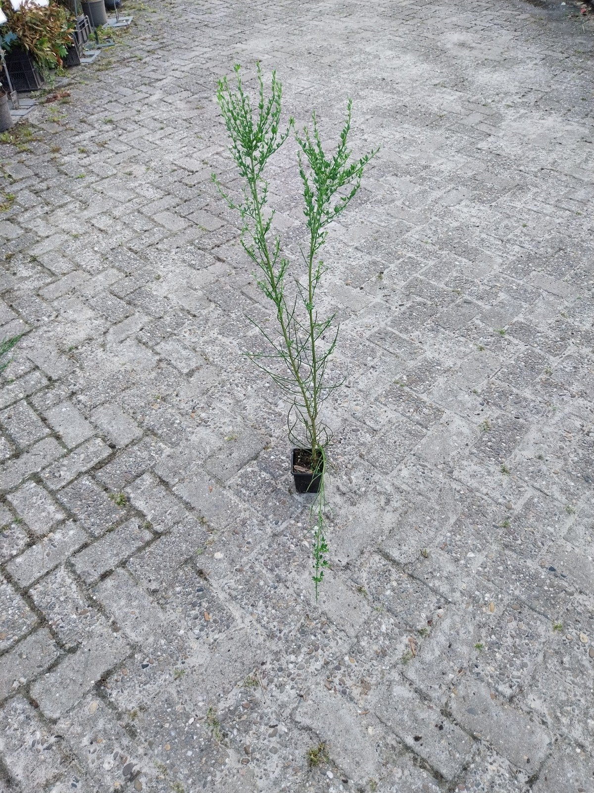 Cytisus scoparius - Struikbrem voor uw tuin, Volle zon, Vaste plant, Lente, Ophalen