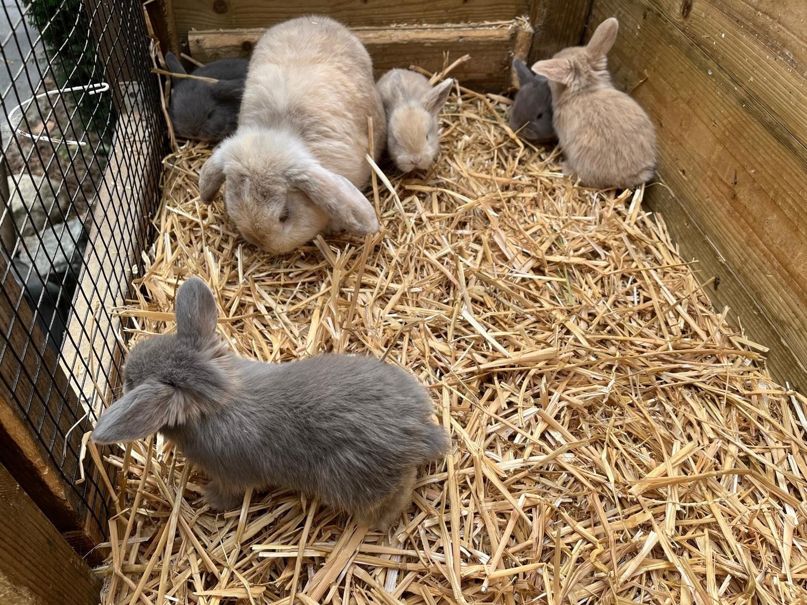 nhd konijnen, Dieren en Toebehoren, Meerdere dieren, Dwerg, Hangoor, 0 tot 2 jaar
