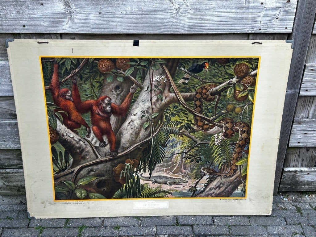 Op Borneo, Ophalen of Verzenden, Natuur en Biologie