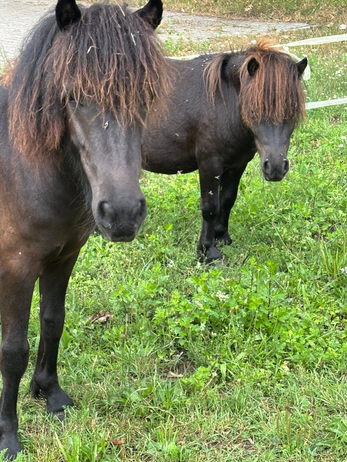 2 shetlander hengstjes, Dieren en Toebehoren, Hengst, Niet van toepassing, Gechipt, 0 tot 2 jaar