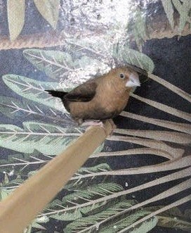 Koppel zilverbekjes, Meerdere dieren