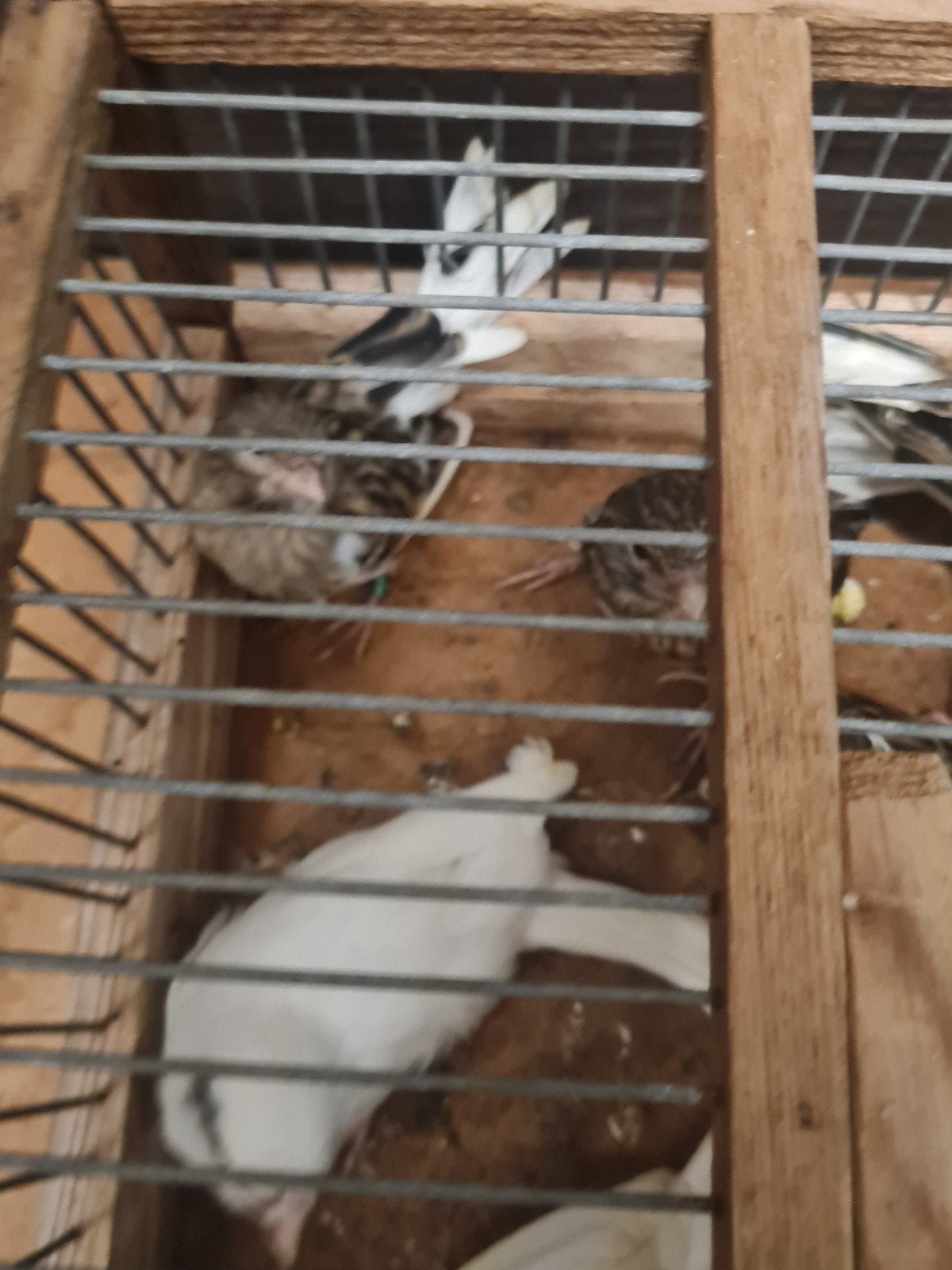 Kanaries, Meerdere dieren, Kleurkanarie