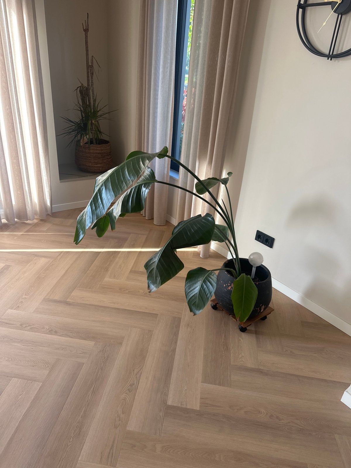 Grote Strelitzia Nicolai - Hoogte 110 cm, 100 tot 150 cm, Overige soorten, Ophalen of Verzenden, In pot