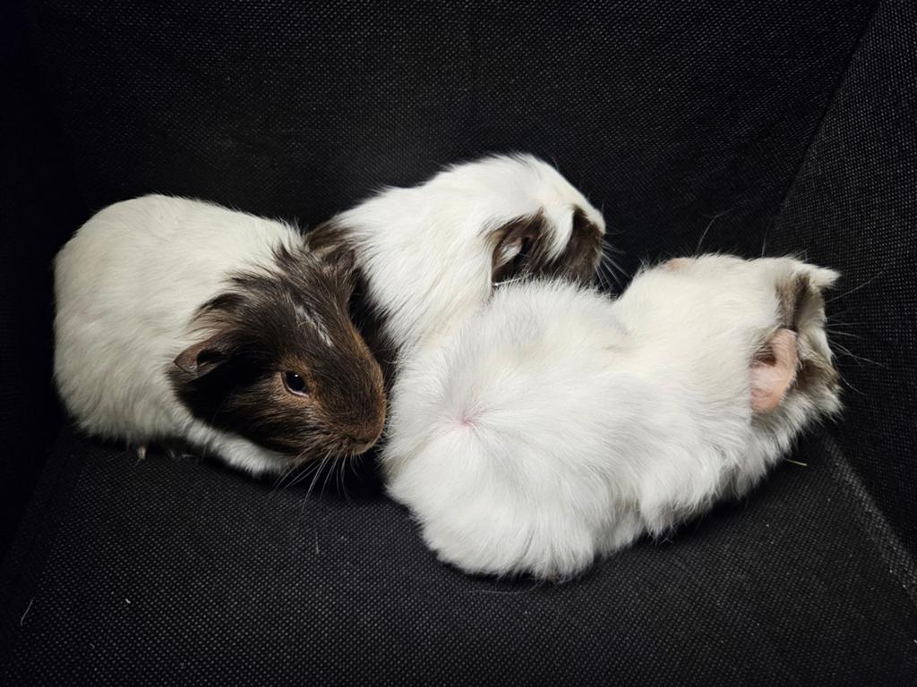 Knappe jonge cavia's, Cavia, April, Mannelijk, Tam
