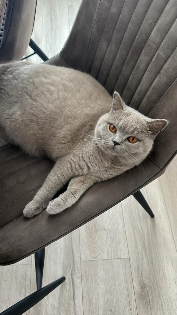 Knuffelkat zoekt nieuwe huisje! Brits korthaar met stamboom, Dieren en Toebehoren, 3 tot 5 jaar