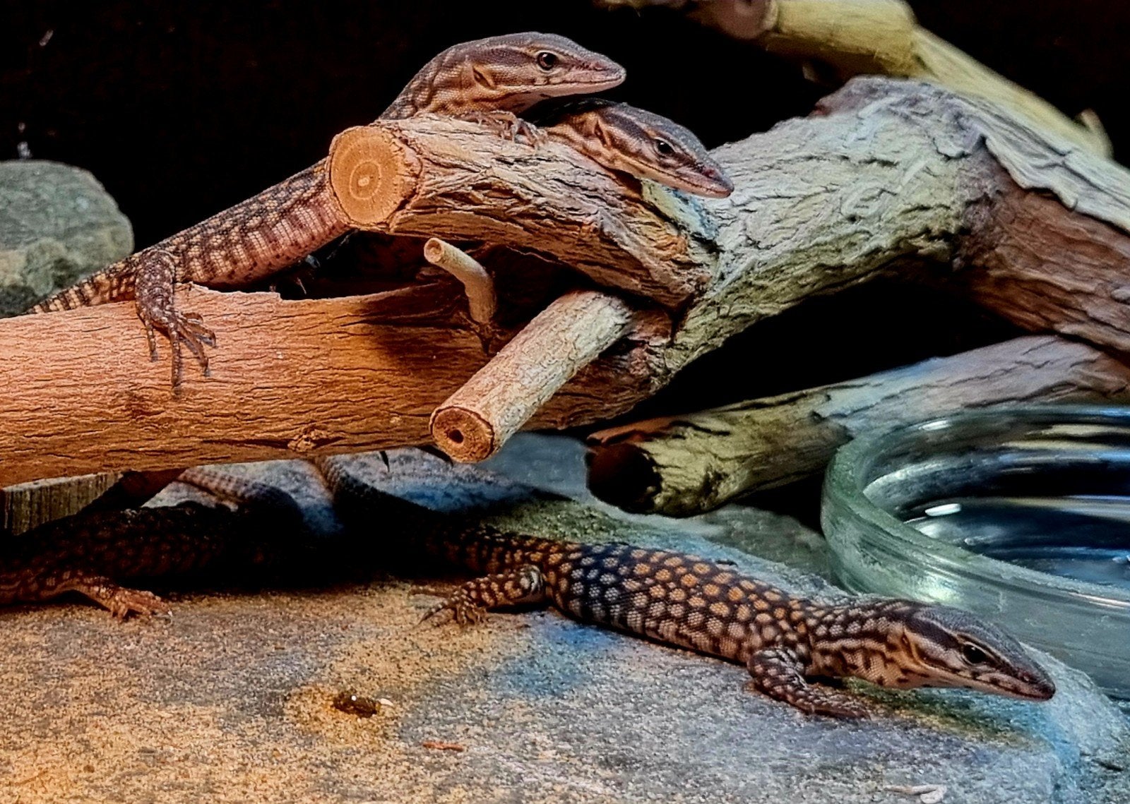 Varanus Acanthurus nk 2026 Monitor Lizard - unknown for sale from R.O_Reptiles.