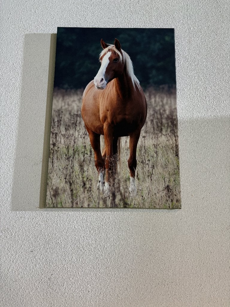 Foto op canvas, Ophalen, Zo goed als nieuw, 50 tot 75 cm, Foto of Poster