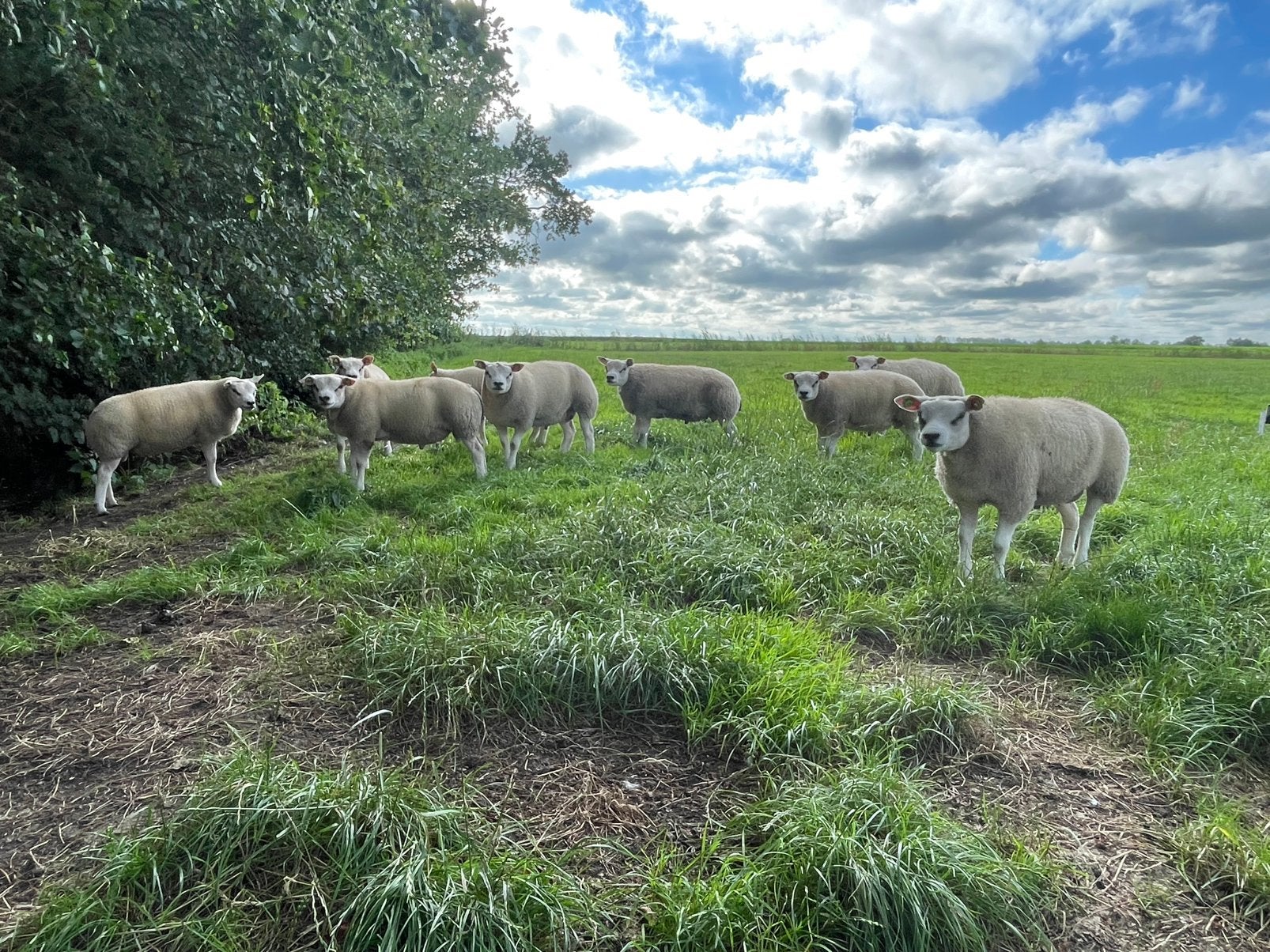 Dekrammen, Tickets en Kaartjes, Recreatie | Dierentuinen, Eén persoon, Overige typen