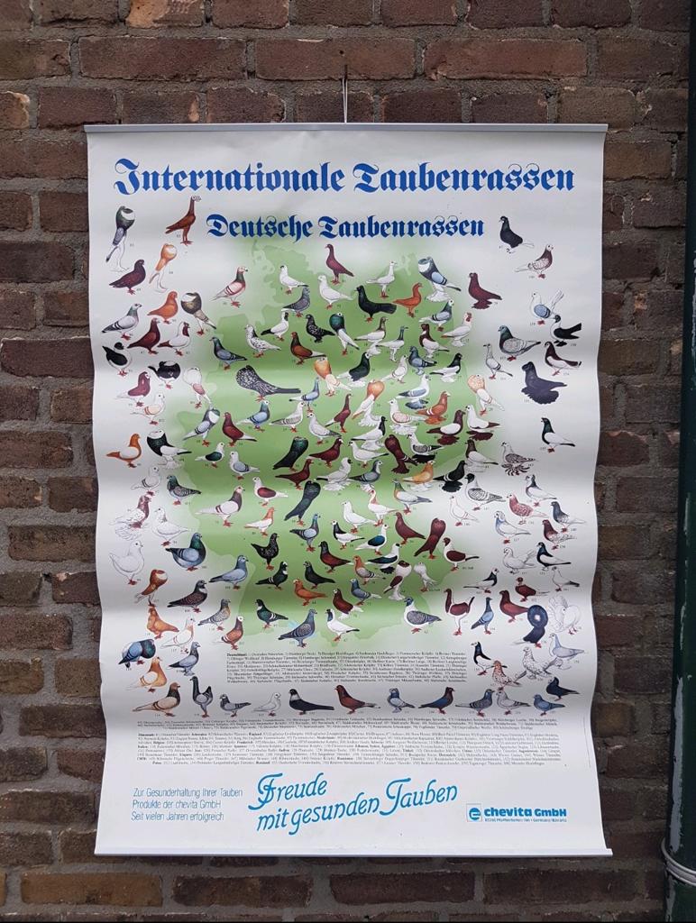 Geïllustreerde sierduivenposter duiven sierduiven rassen, Verzamelen, Posters, Zo goed als nieuw, Dier of Natuur, Deurposter of groter