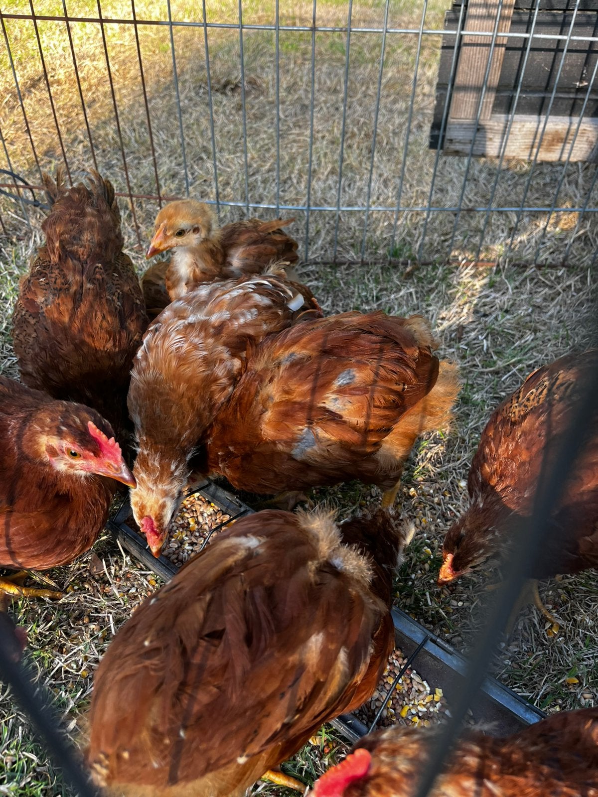 Rhode island red legkippen, Dieren en Toebehoren, Pluimvee, Meerdere dieren, Kip