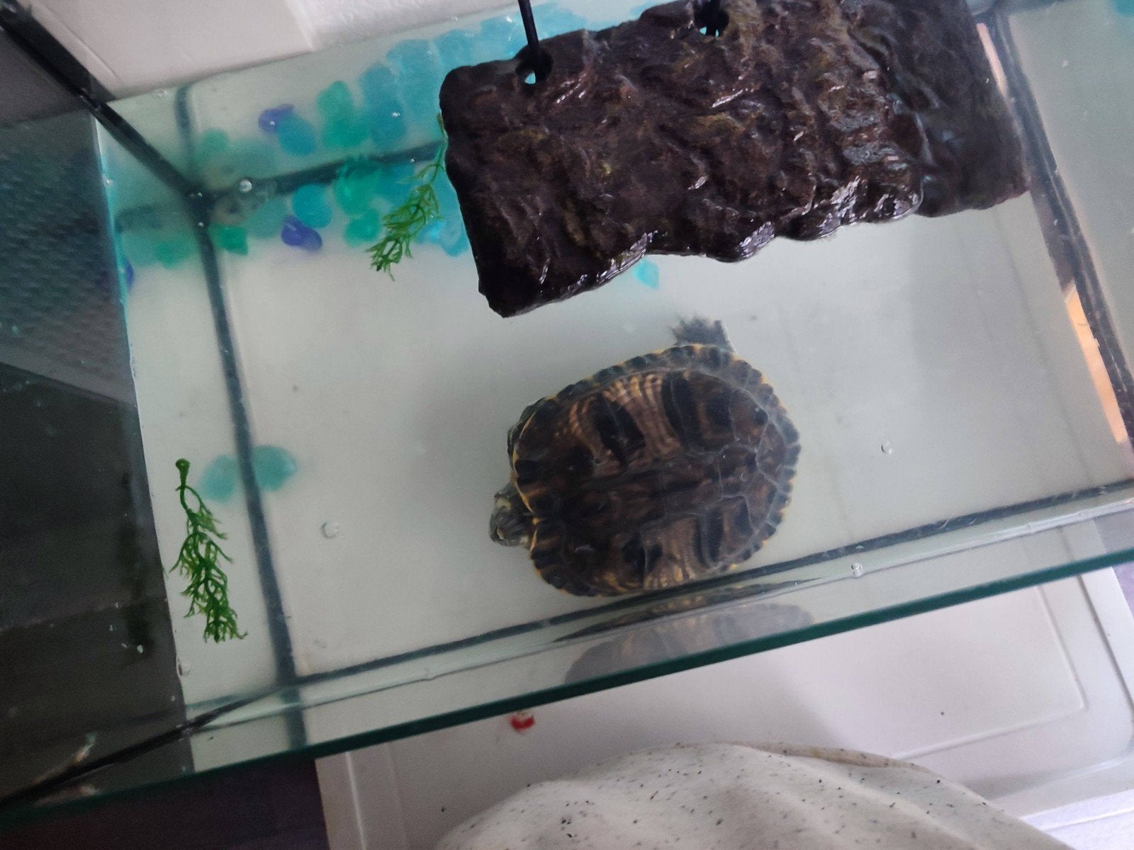 Waterschildpad Turtle photo 4