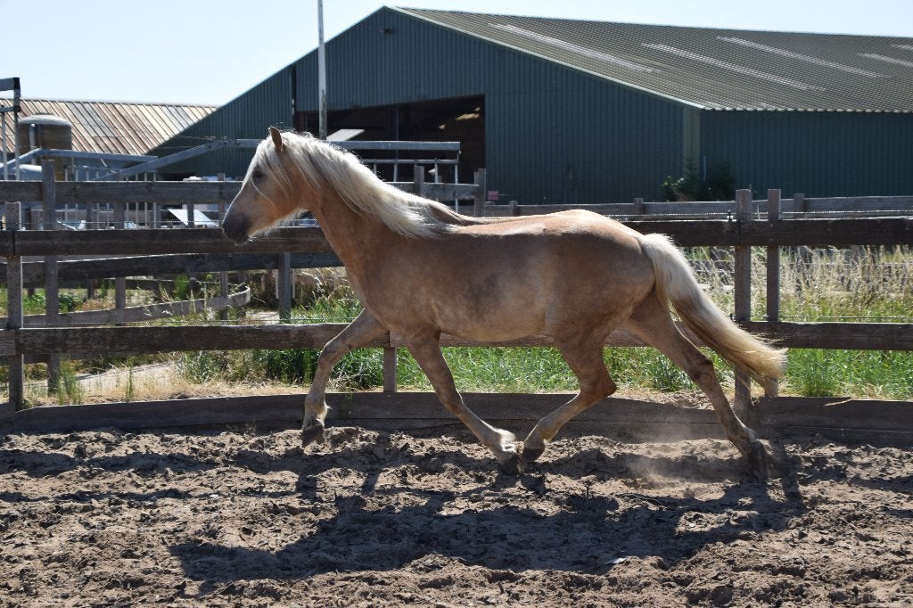 VEILING!! 2 jr Oostenrijkse haflinger ruin nu al 1m50!, E pony (1.48m - 1.57m), Met stamboom, Ruin, Niet van toepassing