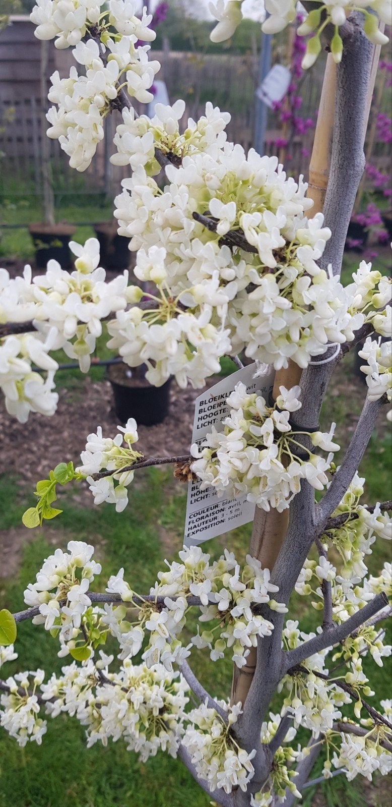 Cercis canadensis Texas White / witte bloemen / Judasboom, Tuin en Terras, Planten | Bomen, Halfschaduw, Lente, 250 tot 400 cm