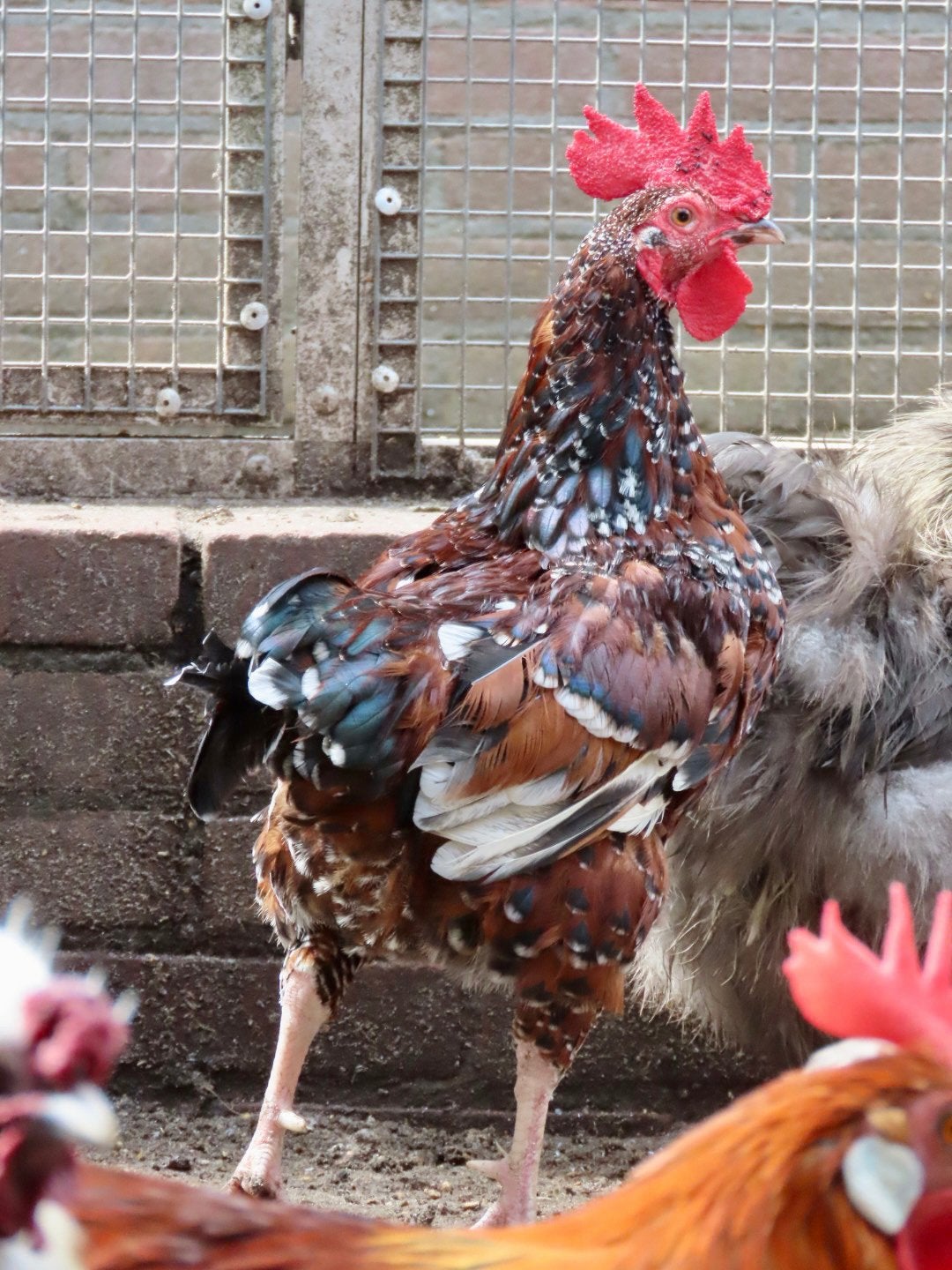 Blaze, mooie haan, Dieren en Toebehoren, Mannelijk, Kip