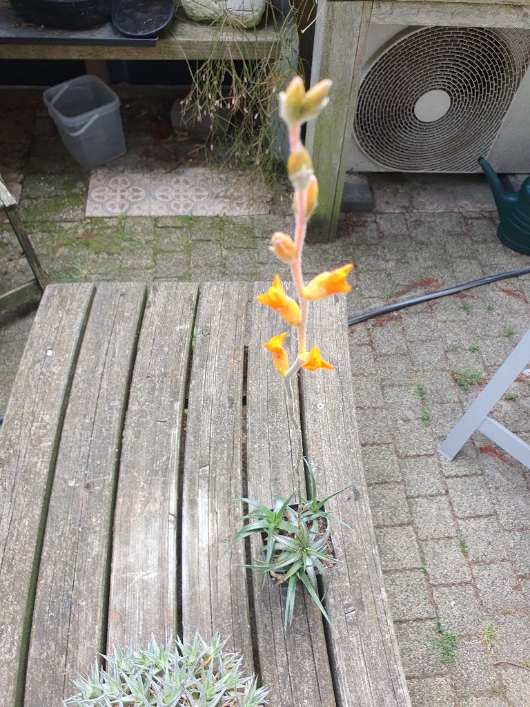 Dyckia remotiflora, Ophalen of Verzenden, Overige soorten, Volle zon