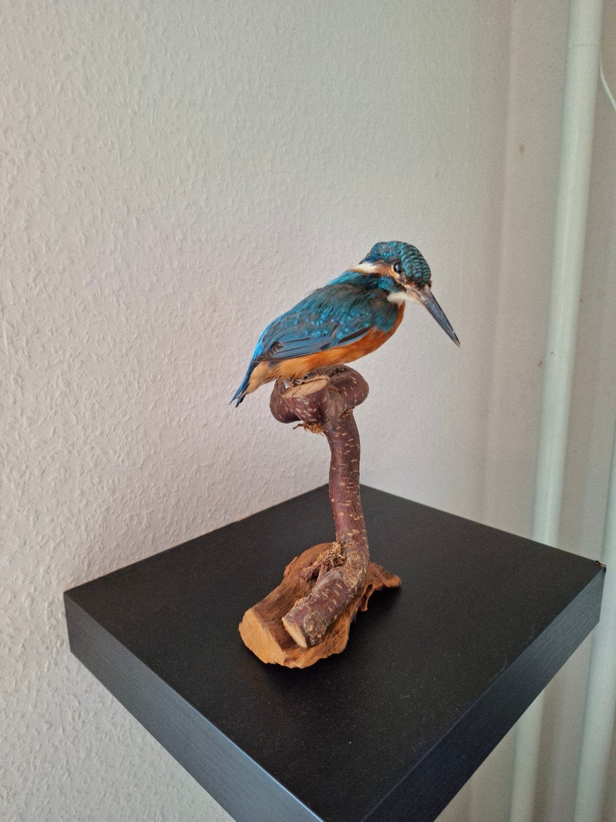 Prachtige opgezette ijsvogel taxidermie vogel, Verzamelen, Ophalen of Verzenden, Vogel, Opgezet dier