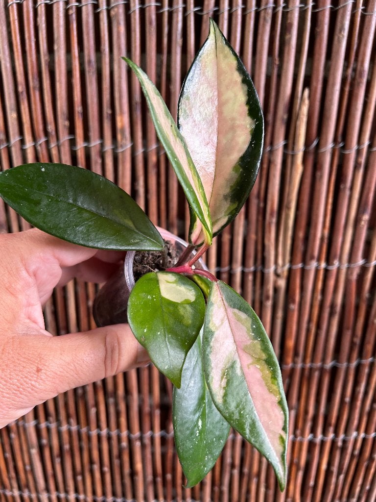 Hoya Carnosa Flamingo Dream 🪴, Huis en Inrichting, Kamerplanten, Ophalen of Verzenden, In pot, Halfschaduw, Minder dan 100 cm
