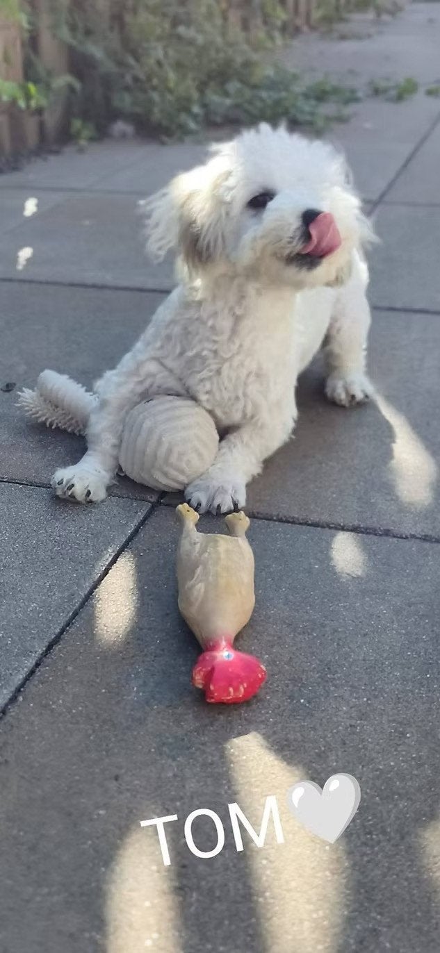 Pup Boomer Mix, Dieren en Toebehoren, Particulier, 15 weken tot 1 jaar, Reu, Buitenland