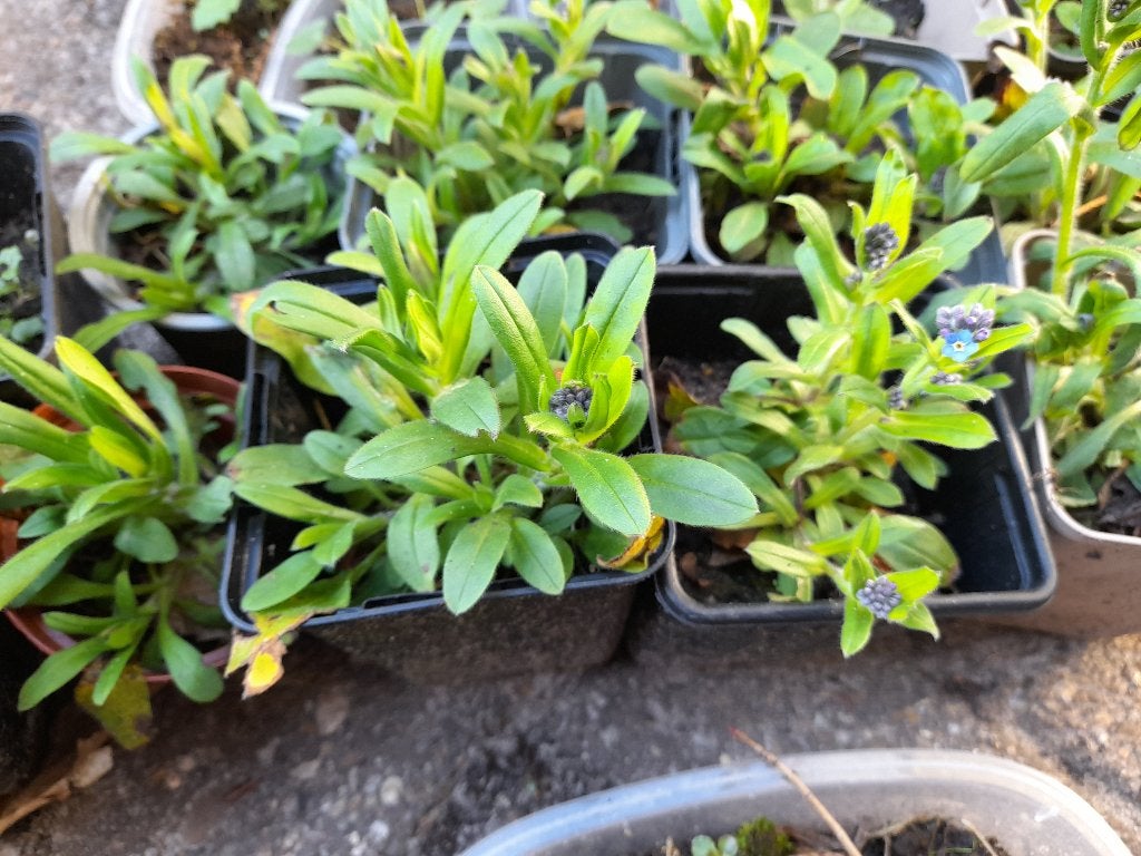 DIVERSE POTTEN VERGEET MIJ NIETJES, Ophalen of Verzenden, Lente, Overige soorten, Halfschaduw
