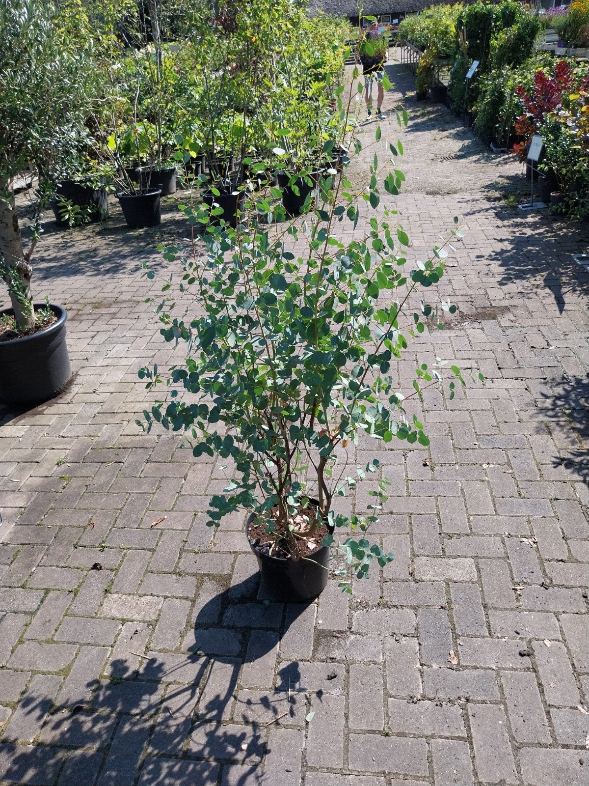 Eucalyptus boom - Prachtige en geurige aanvulling, Volle zon, Vaste plant, Bloeit niet, Ophalen