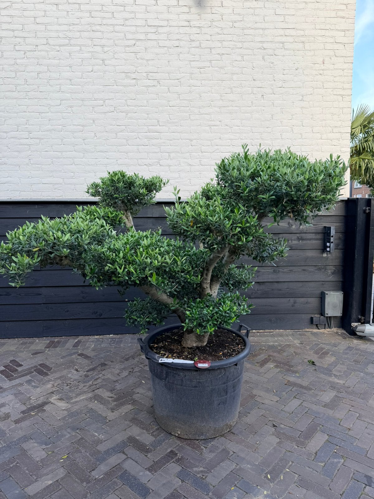 Mooie pon pon olijfboom, Tuin en Terras, Planten | Bomen, Bloeit niet, 100 tot 250 cm, Olijfboom, Ophalen