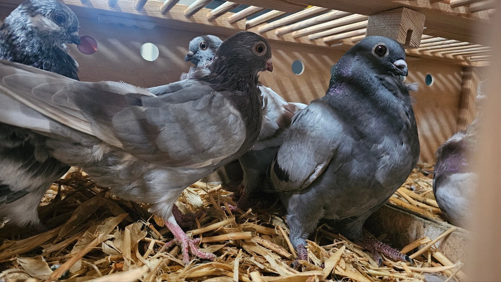 Figurita lok duiven, Meerdere dieren, Postduif