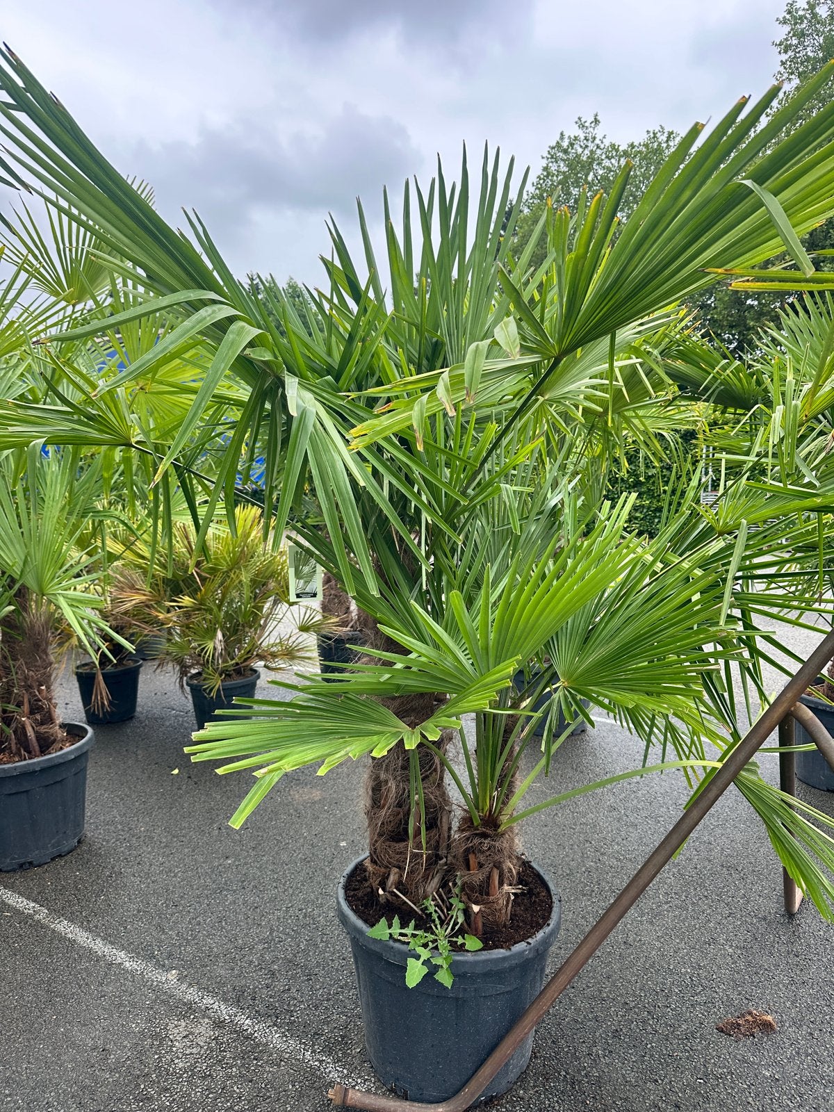 Olijfbomen, Palmen, groot assortiment Kom naar Wenum, Tuin en Terras, Planten | Tuinplanten, Volle zon, Vaste plant, Bloeit niet