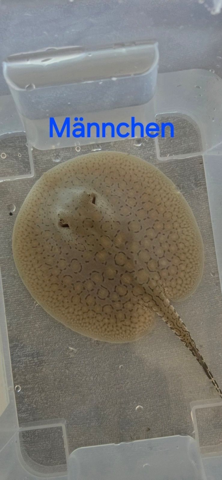Potamotrygon Scobina, Vis