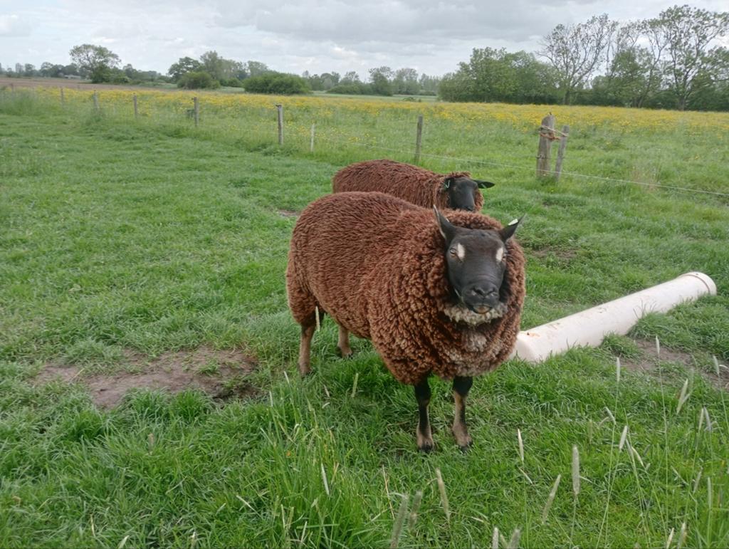 Dassen kop ram, Mannelijk, Schaap