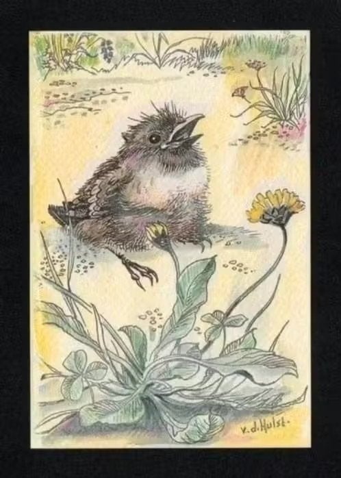 W.G. van de Hulst Van drie domme zusjes Vogel., Ophalen of Verzenden, 1980 tot heden, Ongelopen, Cultuur en Media