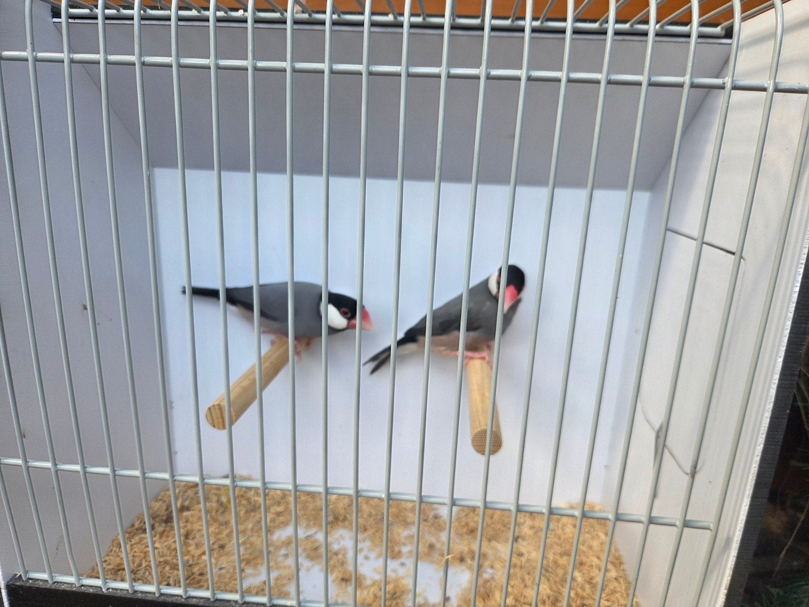 Koppel Rijstvogels, Dieren en Toebehoren, Meerdere dieren