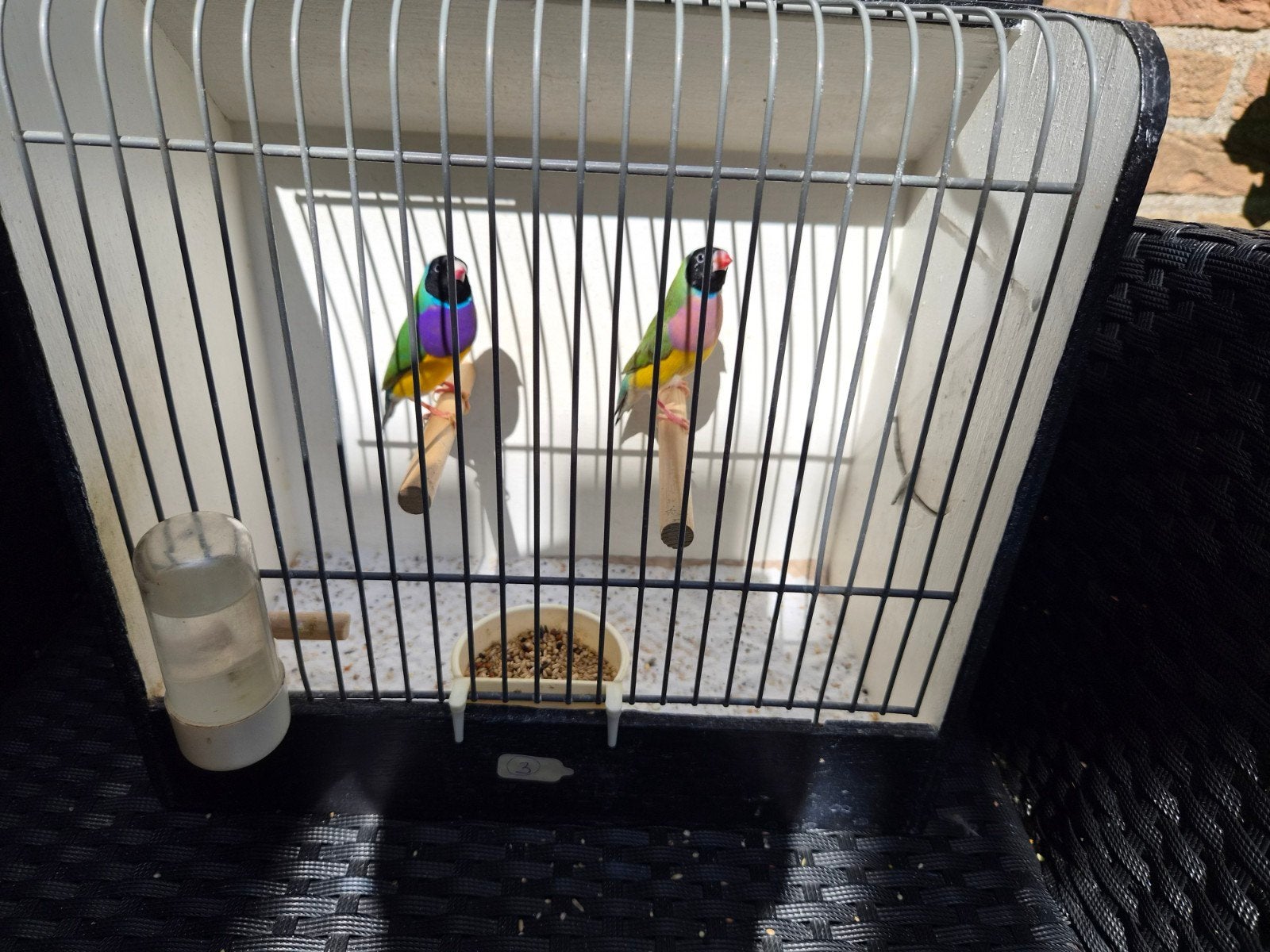 koppel gouldamadine, Meerdere dieren, Tropenvogel, Geringd
