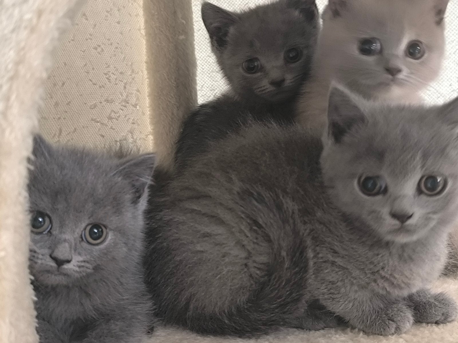 Brits Korthaar kittens, Dieren en Toebehoren, Katten en Kittens | Overige Katten, Meerdere dieren, 0 tot 2 jaar