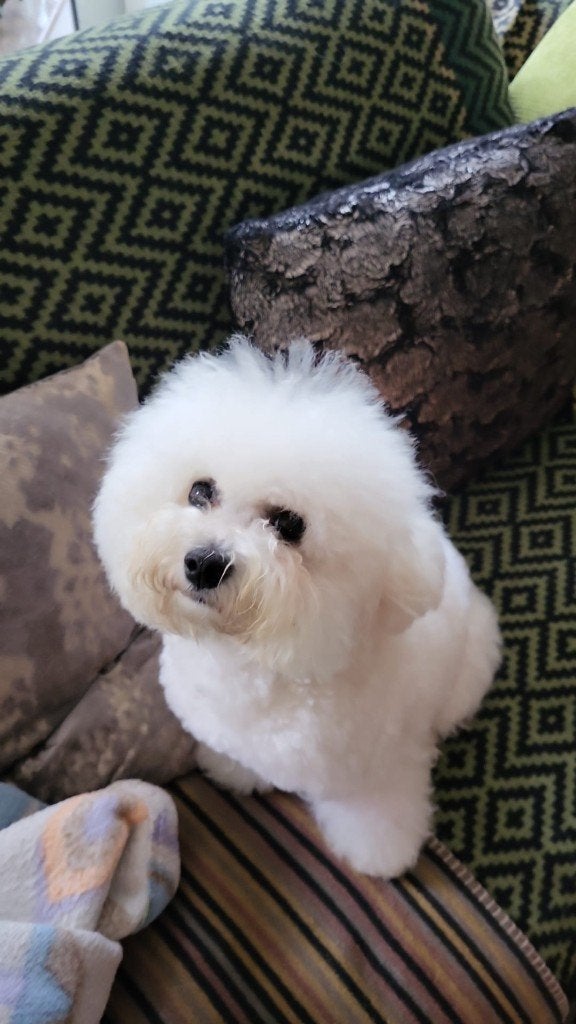 Prachtige Bichon Frisé met stamboom, Overige rassen, 8 tot 15 weken, Teef, Parvo