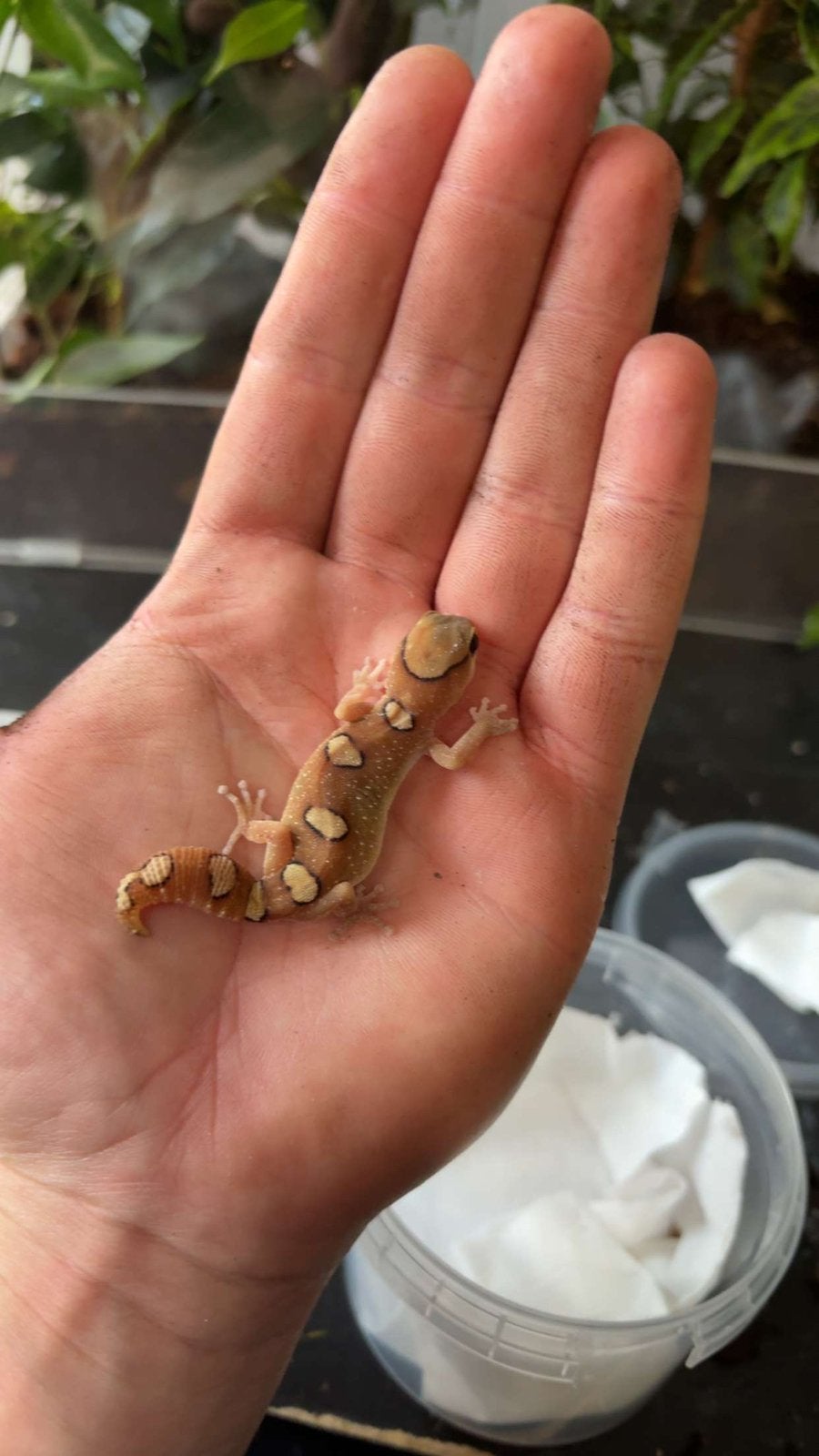 Diplodactylus galeatus, Dieren en Toebehoren, Reptielen en Amfibieën, Amfibie, 0 tot 2 jaar