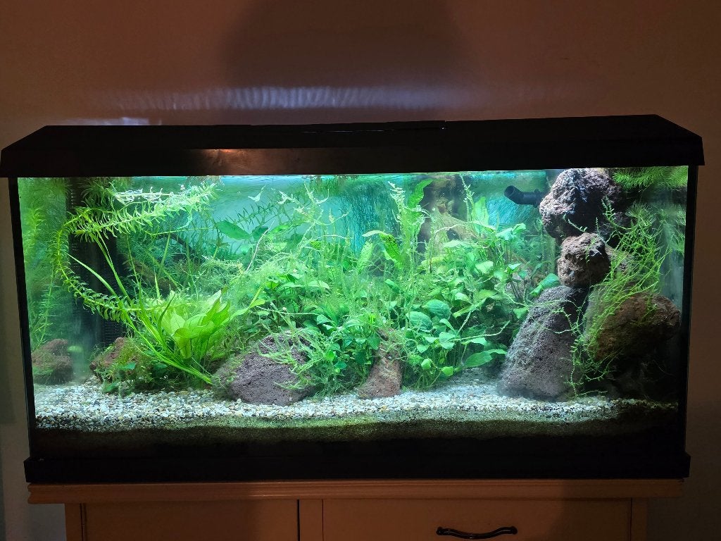 aquarium, Ophalen, Zo goed als nieuw, Leeg aquarium, Juwel