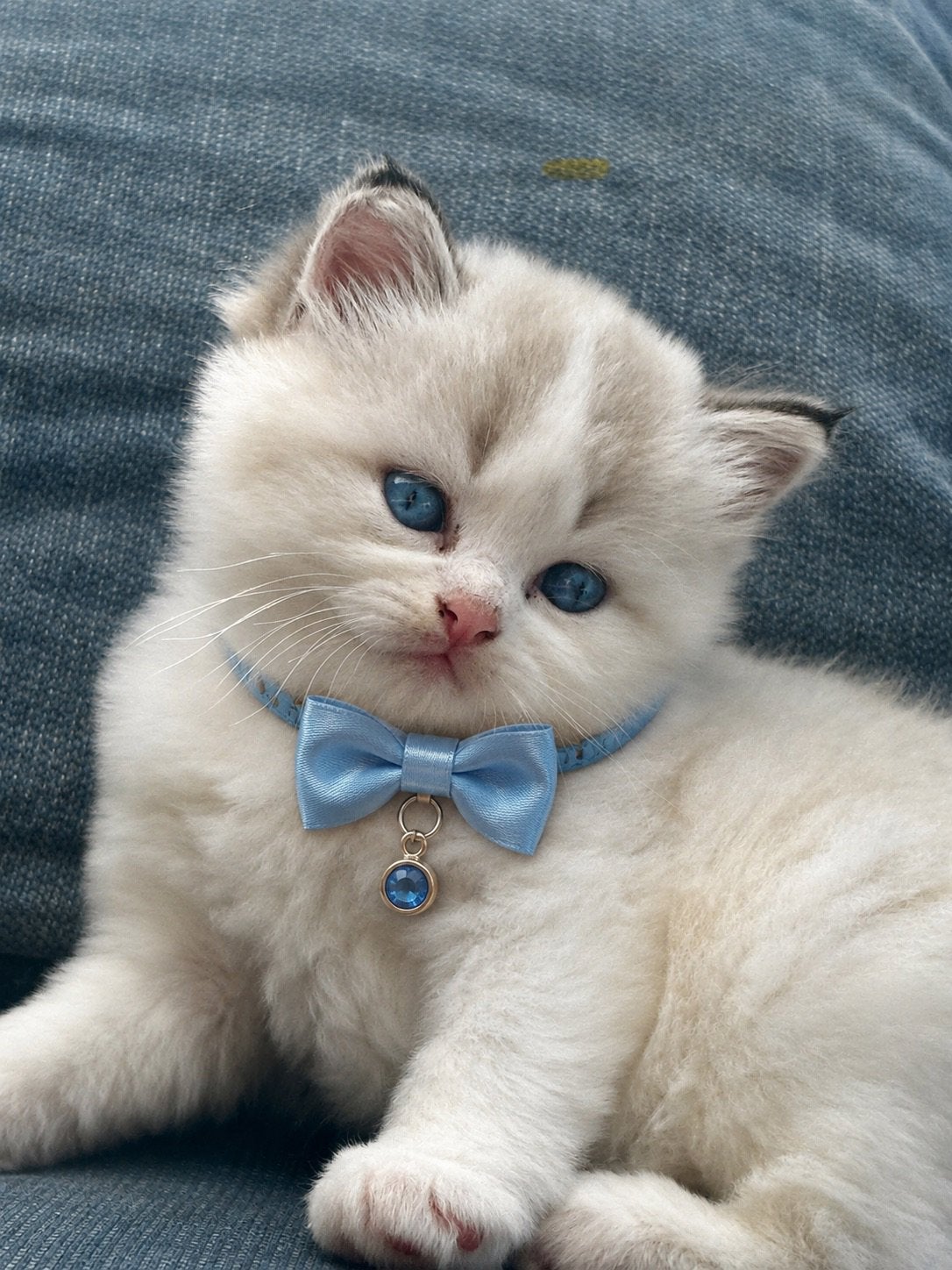 Gereserveerd, Dieren en Toebehoren, Katten en Kittens | Raskatten | Langhaar, Poes, 0 tot 2 jaar