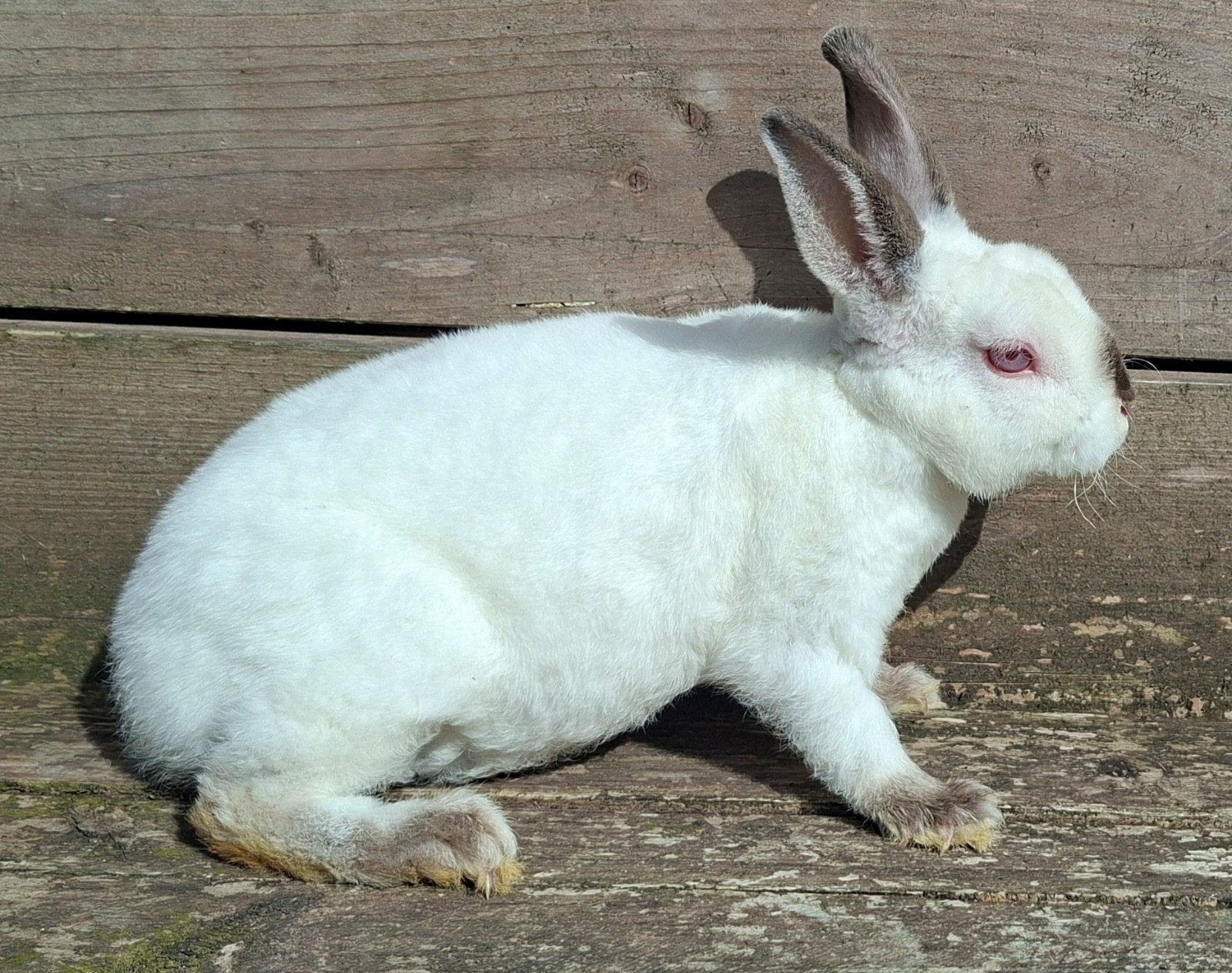 Rex dwerg voedster, Dieren en Toebehoren, Konijnen, Vrouwelijk, Dwerg, 0 tot 2 jaar